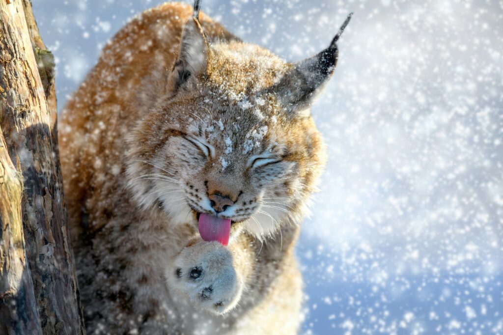 Lynx portrait in the snow. Wildlife scene from winter nature